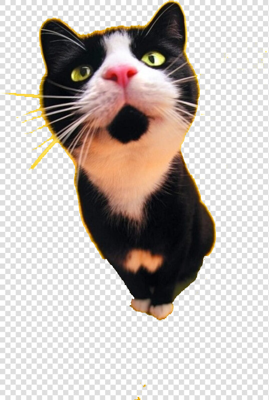 Cat Food Dog Black Cat Tattoo   Hd Black And White Cat  HD Png DownloadTransparent PNG