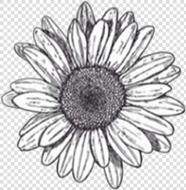 Flower Drawings Sketch   Transparent Flower Drawing Png  Png DownloadTransparent PNG