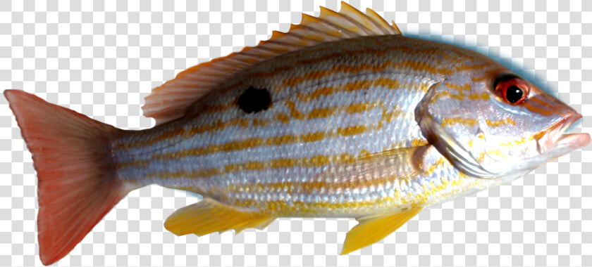 Fish Png Transparent  snapper   Deep Sea Snapper Fish  Png DownloadTransparent PNG