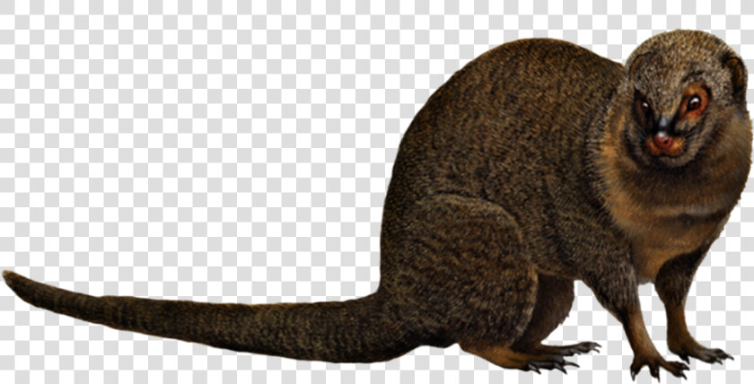 Mongoose Png  Transparent PngTransparent PNG