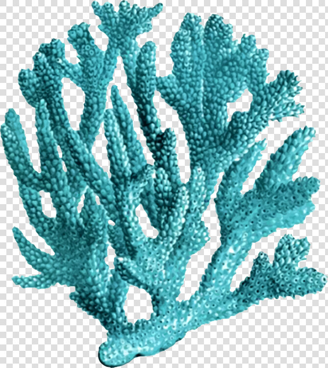 Turquoise tree coral   Transparent Coral Reef Png  Png DownloadTransparent PNG