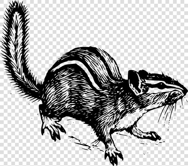 Chipmunk Svg Clip Arts   Chipmunk Line Drawing  HD Png DownloadTransparent PNG