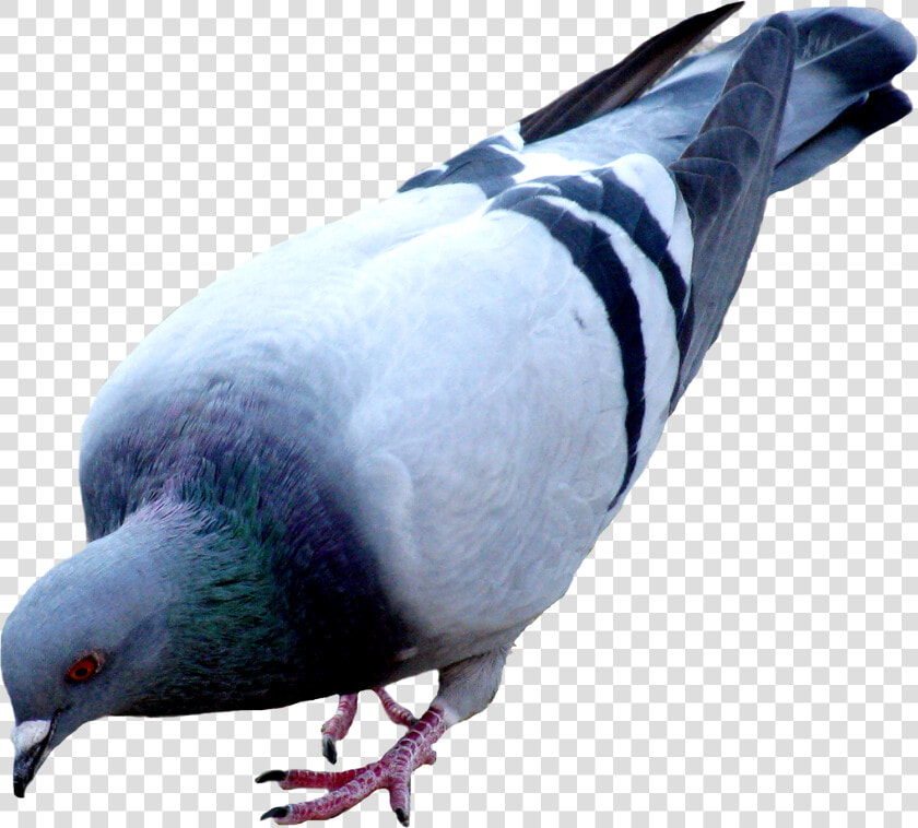 Pigeon   Pigeon Png  Transparent PngTransparent PNG