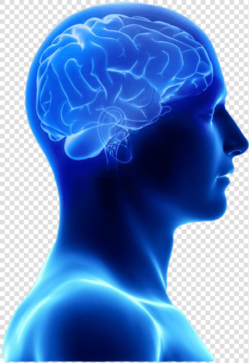 Blue Brain Transparent Image   Physical And Mental Power  HD Png DownloadTransparent PNG