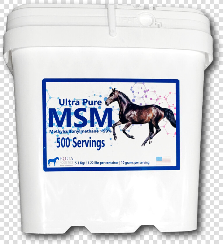 Foal  HD Png DownloadTransparent PNG