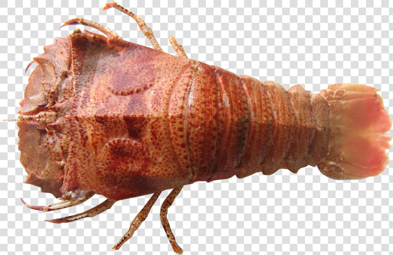 Moreton Bay Bug   Moreton Bay Bugs Brisbane  HD Png DownloadTransparent PNG