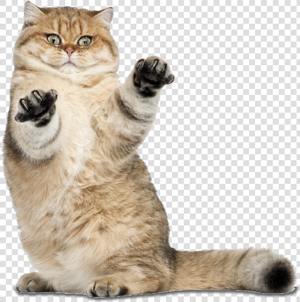 Transparent Funny Cat Png   Transparent Cute Cat Png  Png DownloadTransparent PNG