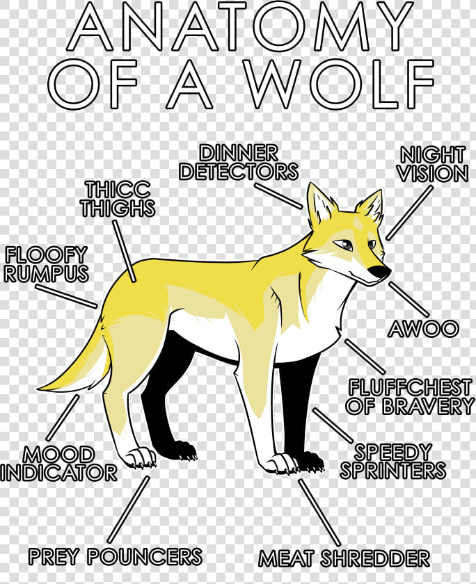 White Wolf Clipart Anatomy   Wolf Yellow  HD Png DownloadTransparent PNG