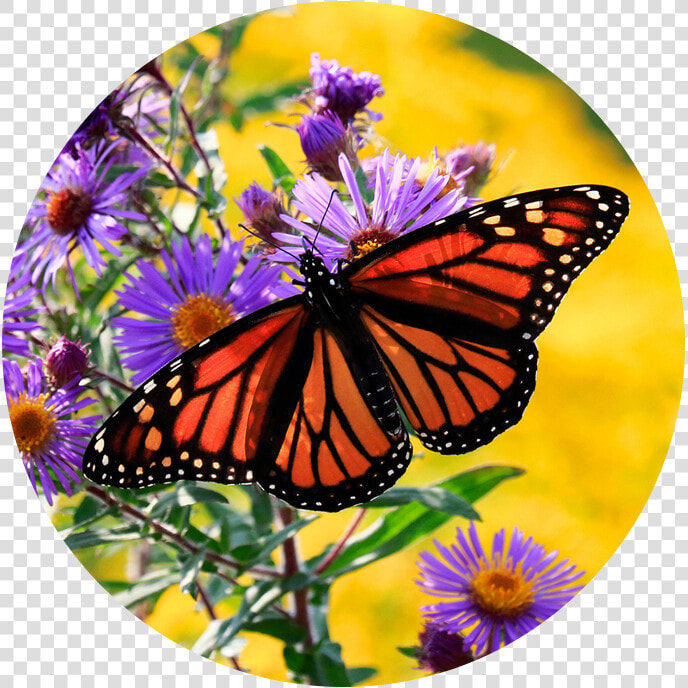 Monarch On Aster   Angangueo  HD Png DownloadTransparent PNG