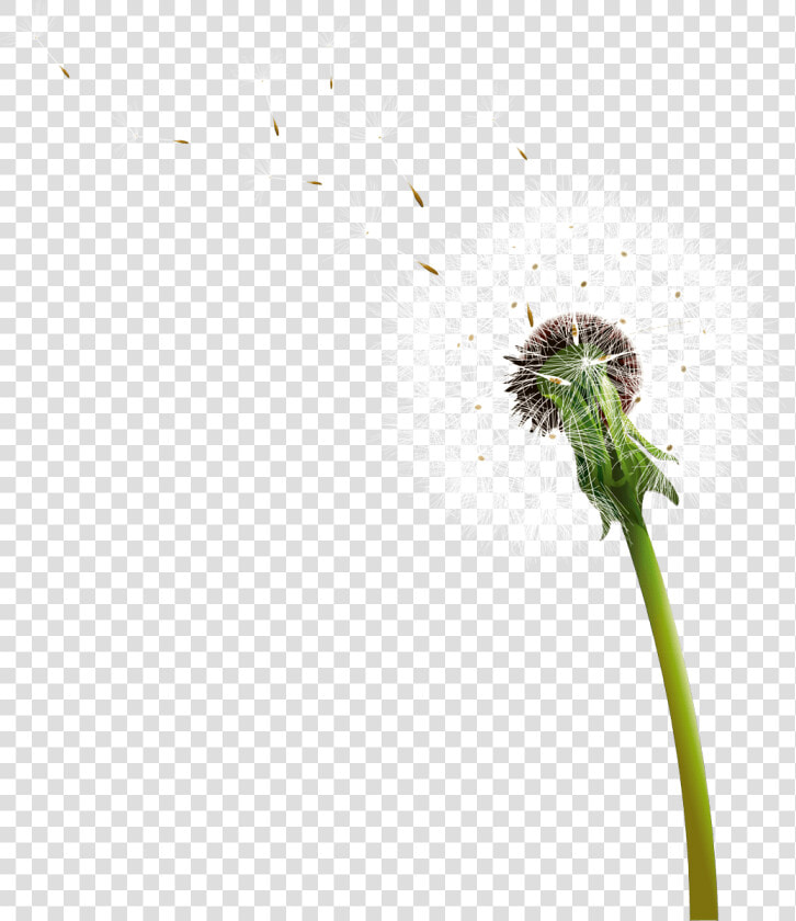 Dandelion Blowing   Diente De León Png  Transparent PngTransparent PNG