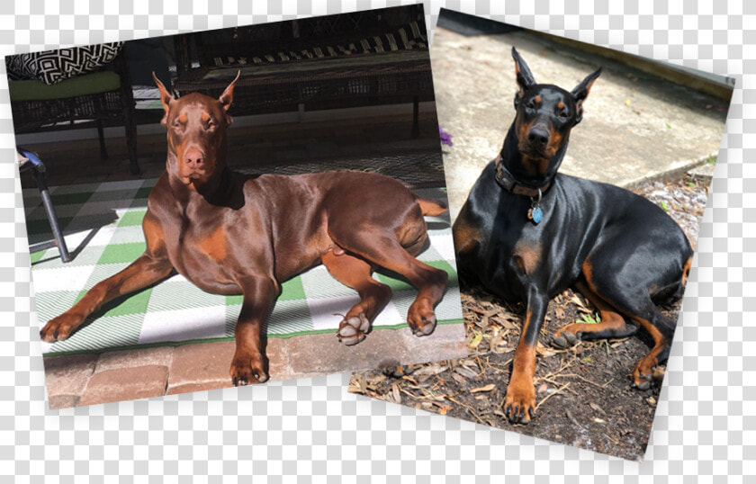 Dobermann  HD Png DownloadTransparent PNG