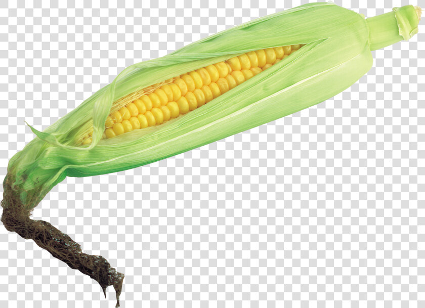 Free Download Of Corn Icon Png   Transparent Corn  Png DownloadTransparent PNG