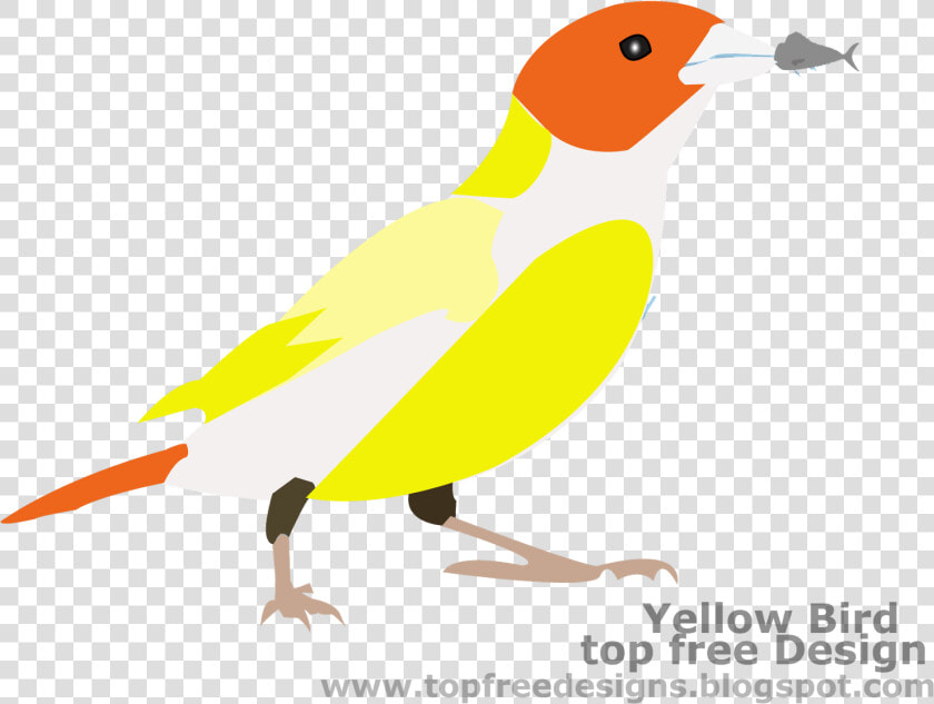 Bird Clipart   Finch  HD Png DownloadTransparent PNG