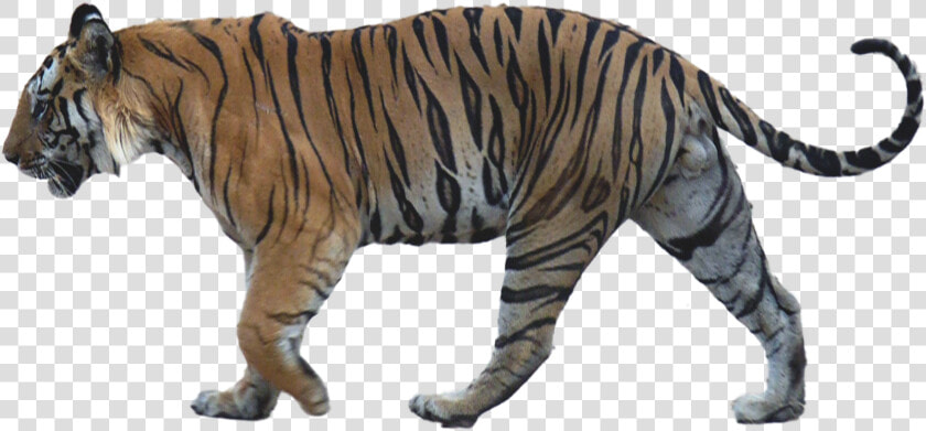Walking Tiger Png Image Background   Tiger Walking Side View  Transparent PngTransparent PNG