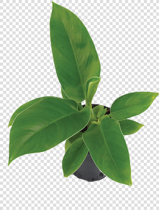 Transparent Philodendron Png   Bay Laurel  Png DownloadTransparent PNG