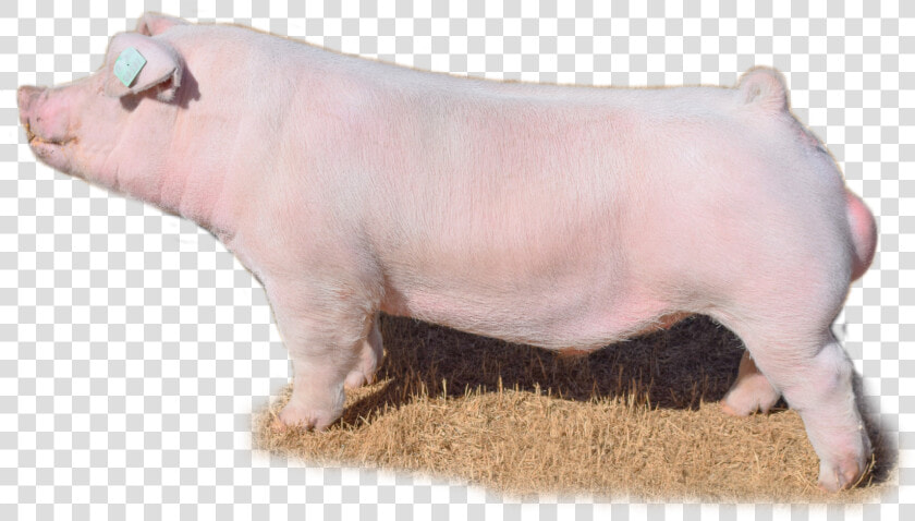 Boar Png  Transparent PngTransparent PNG