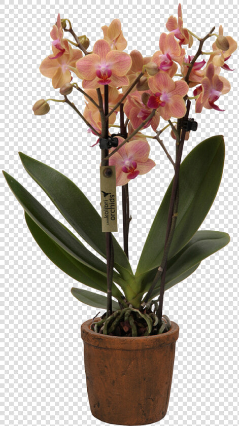 Cattlianthe Jewel Box  HD Png DownloadTransparent PNG
