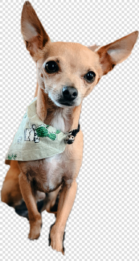 chiweenie  chihuahua  dog  doggo  cactus  cute  aesthetic  HD Png DownloadTransparent PNG