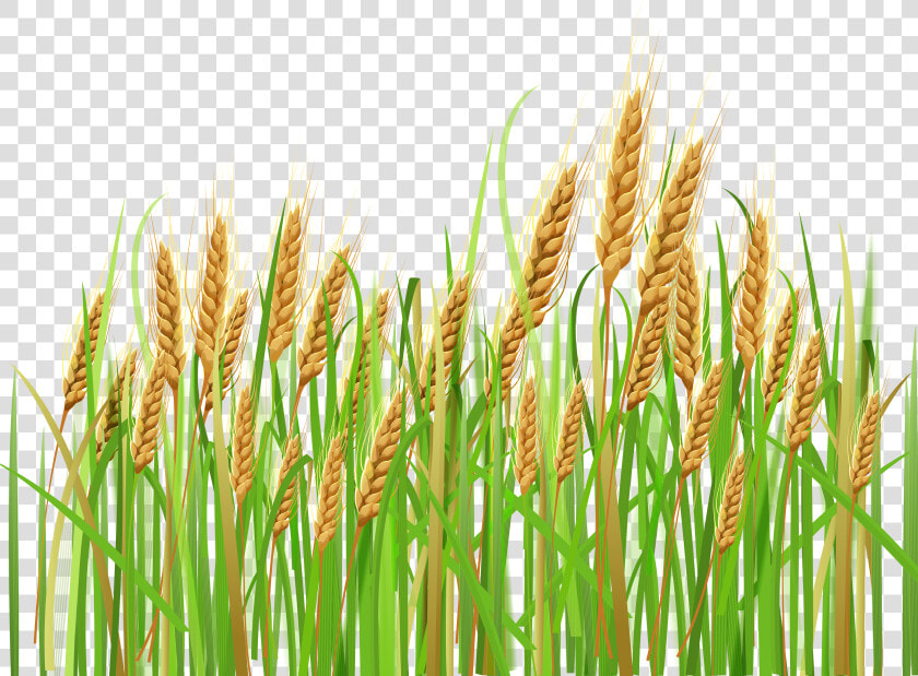 Collection Of Crop   Wheat Crops Clipart  HD Png DownloadTransparent PNG