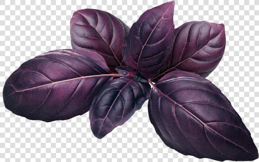 Purple Basil  HD Png DownloadTransparent PNG