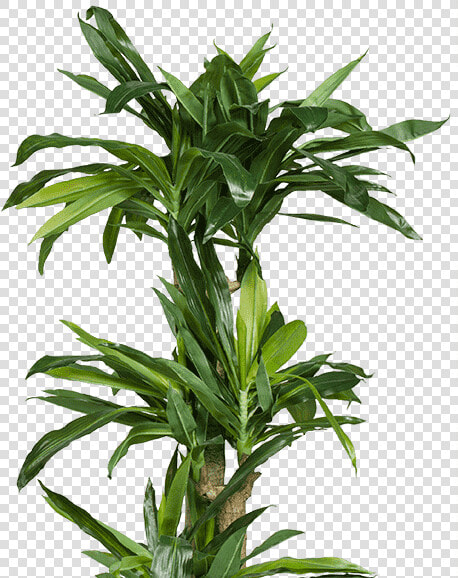 Plant   Houseplant  HD Png DownloadTransparent PNG