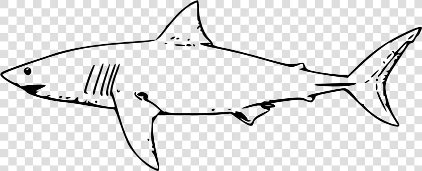 Clip Art Shark Outline Png   Great White Shark Clipart  Transparent PngTransparent PNG