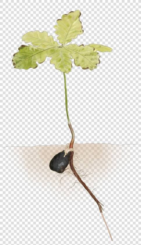 Oak Seedling  Reduced  HD Png DownloadTransparent PNG