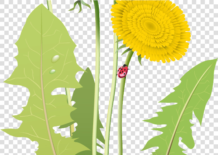 Transparent Dandelion Clipart Png   Dandelion Vector Png Transparent  Png DownloadTransparent PNG