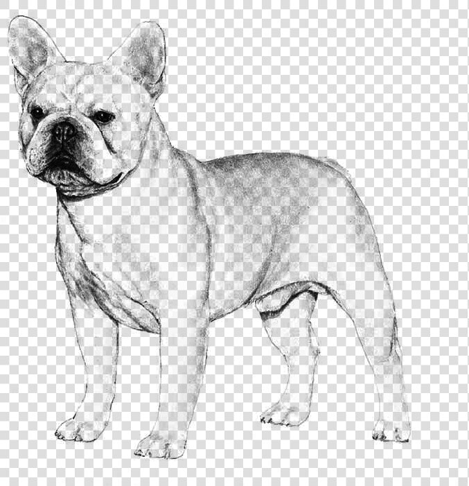 French Bulldog   French Bulldog Akc  HD Png DownloadTransparent PNG