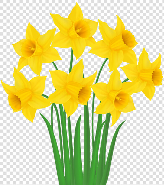 Yellow Png Transparent Clip   Transparent Background Daffodils Clipart  Png DownloadTransparent PNG