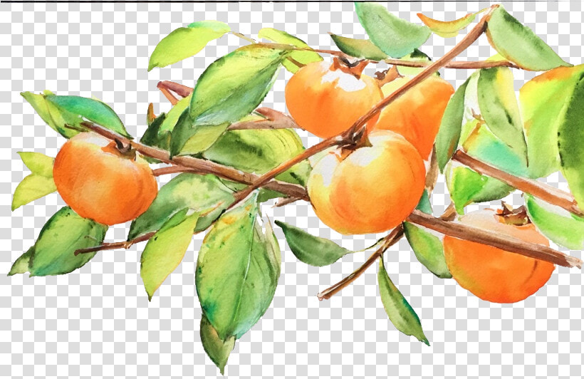 Svg Library Japanese Persimmon Fruit Transprent   Persimmon Drawing  HD Png DownloadTransparent PNG