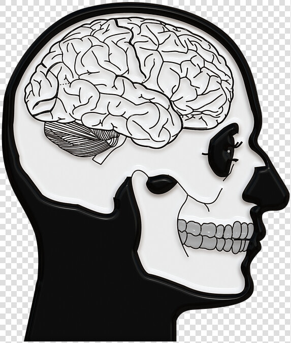 Totenkopf  Schädel  Totenschädel  Gehirn  Windungen  HD Png DownloadTransparent PNG