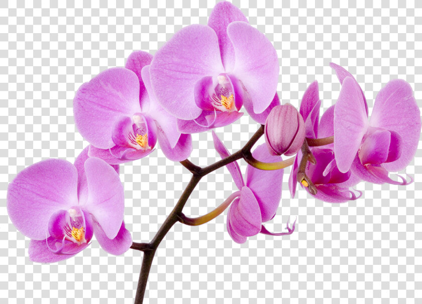 Moth Flower Orchid Boat Orchids Free Transparent Image  HD Png DownloadTransparent PNG