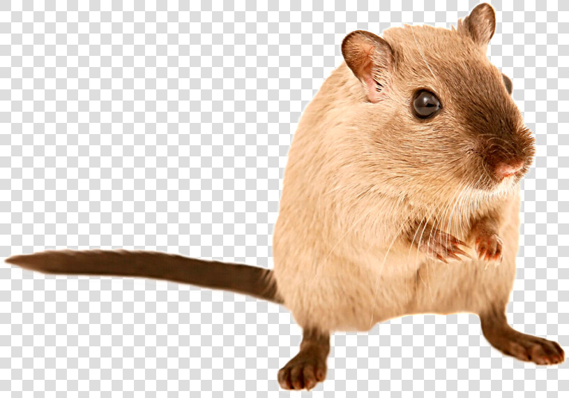 Transparent Mouse Animal Png   Pets Are Legal In Australia  Png DownloadTransparent PNG
