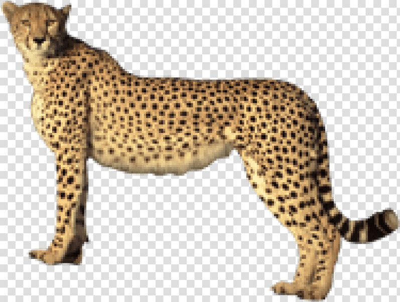 Transparent Cheetahs Clipart   Cheetah Transparent Background  HD Png DownloadTransparent PNG