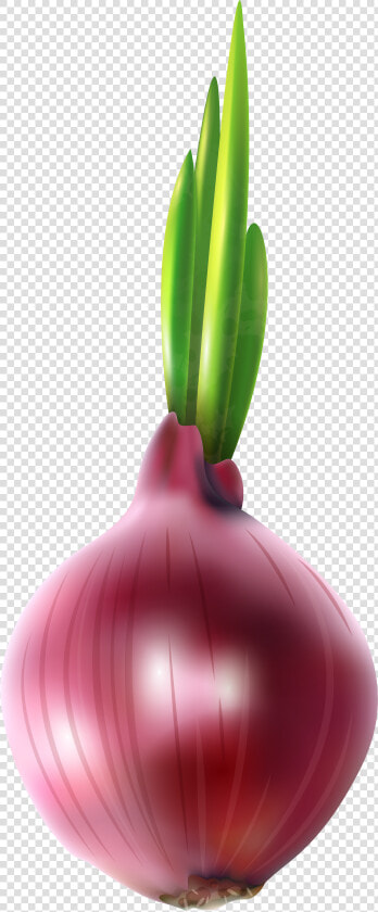 Clipart Vegetables Onion   Red Onion Clipart  HD Png DownloadTransparent PNG