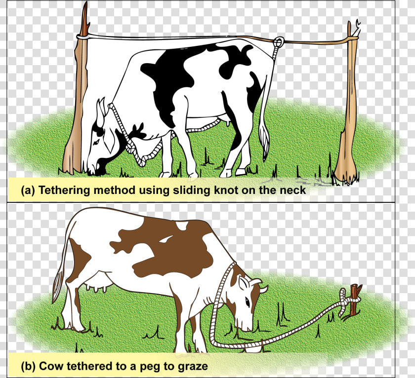 In Tethering  Animals Can Be Tied To A Peg Or Onto   Tied Animals  HD Png DownloadTransparent PNG