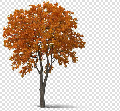 Fall Tree Png Transparent   Transparent Fall Tree Png  Png DownloadTransparent PNG