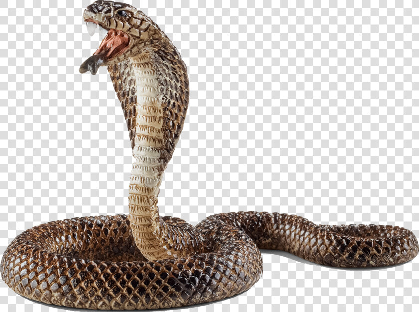 Cobra Png Free Pic   Snake Rearing Up  Transparent PngTransparent PNG