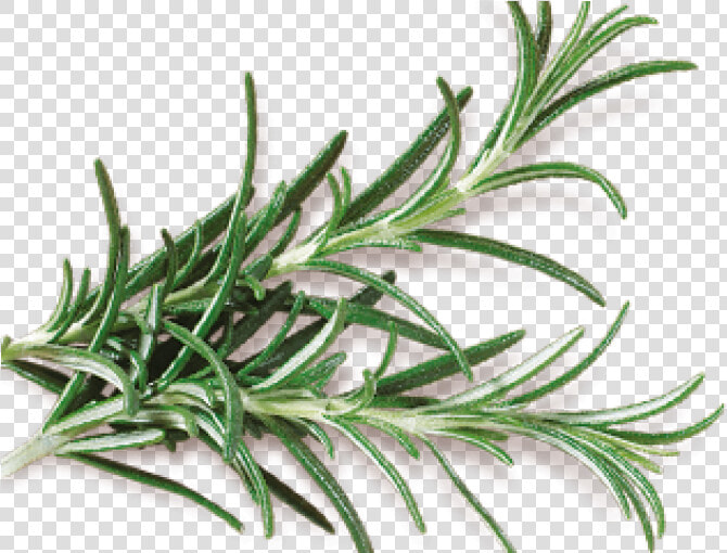 Rosemary   Grass  HD Png DownloadTransparent PNG