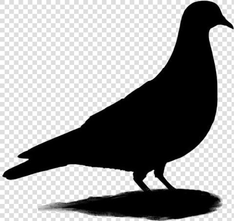 Transparent Rock Pigeon Clipart  Rock Pigeon Png Image   Pigeons And Doves  Png DownloadTransparent PNG