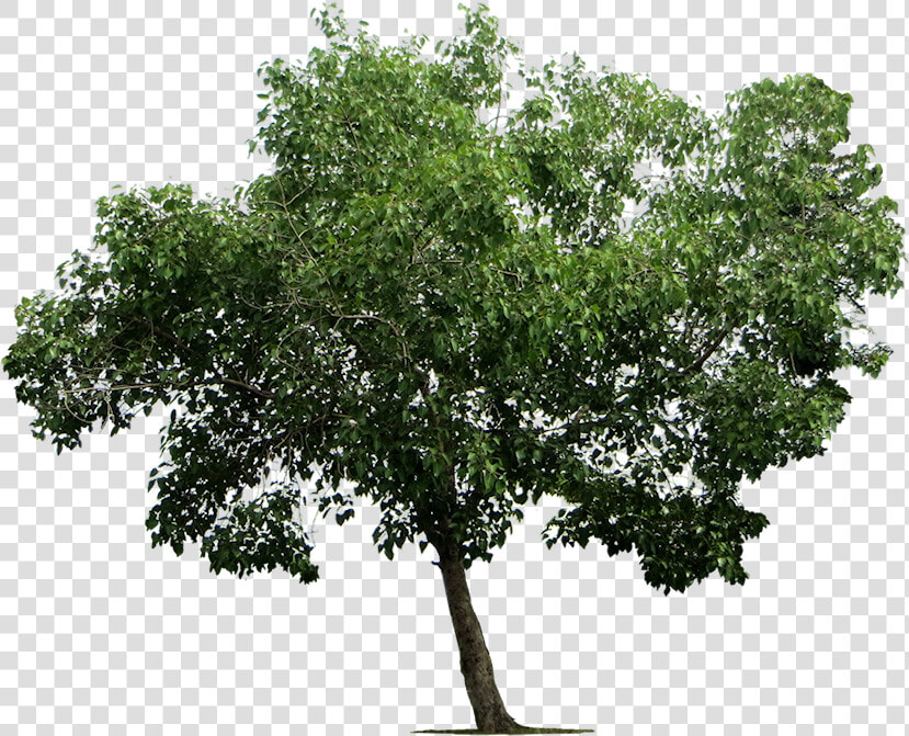 Transparent Deciduous Tree Png   Transparent Background Tree Png  Png DownloadTransparent PNG