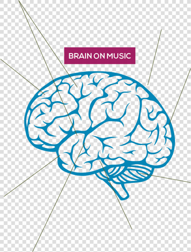 Boosted Capacity Of Structural And Functional Plasticity   Brain Drawing Transparent Background  HD Png DownloadTransparent PNG