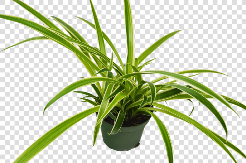 Houseplant  HD Png DownloadTransparent PNG