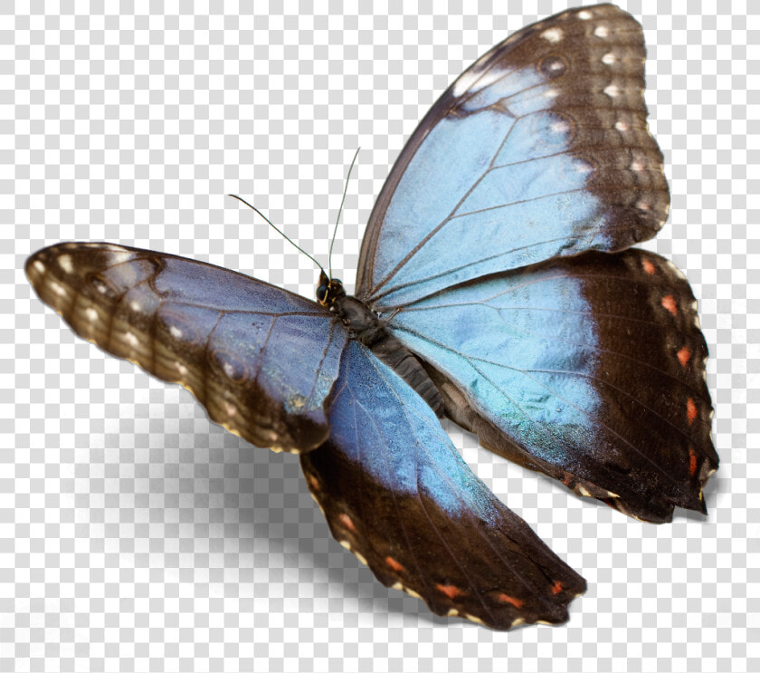 Gru Png  Transparent PngTransparent PNG