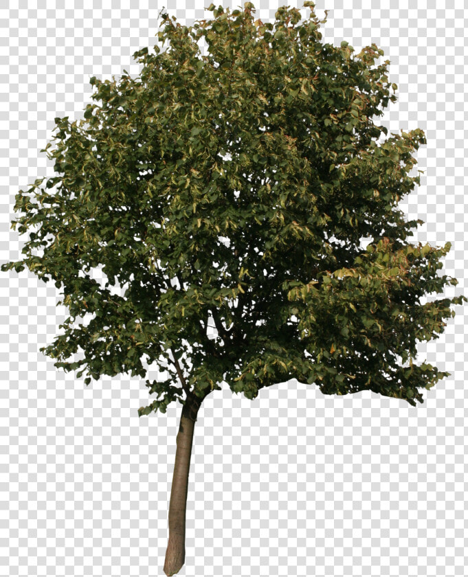 Quercus Graphics Tree Sycamore Oak American Computer   High Resolution Trees Png  Transparent PngTransparent PNG