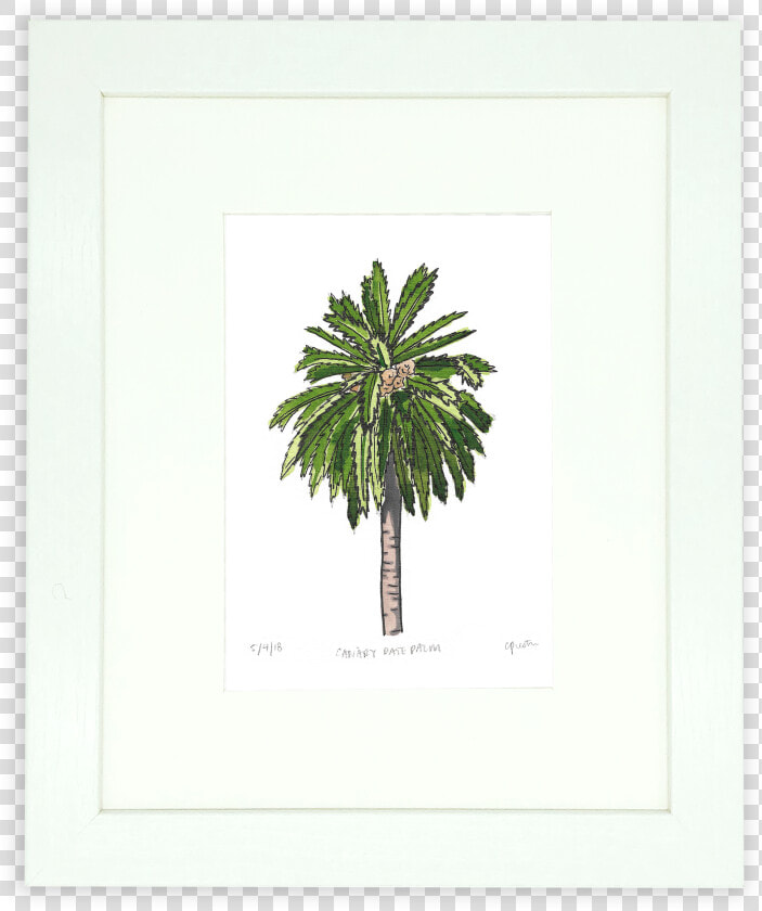 Sabal Palmetto  HD Png DownloadTransparent PNG