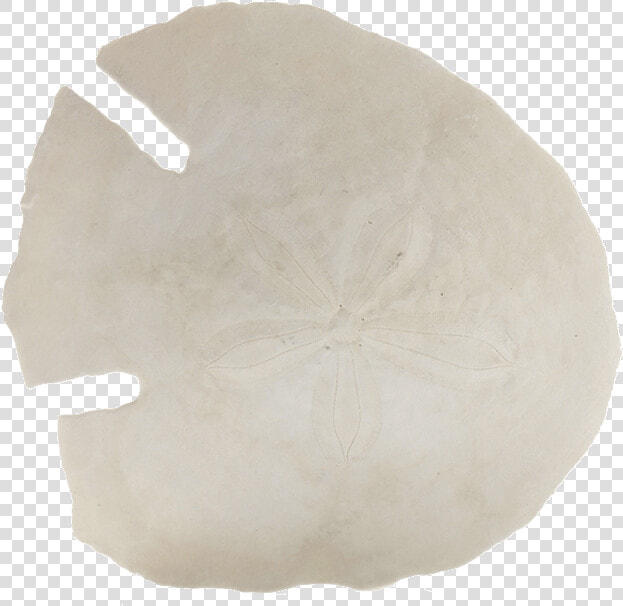 Transparent Sand Dollar Png   Sand Dollar  Png DownloadTransparent PNG