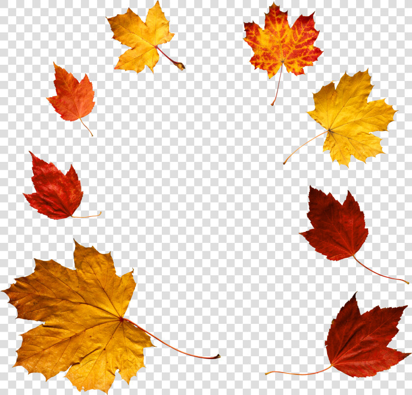 Autumn Png Leaf   Autumn Leaves Png  Transparent PngTransparent PNG