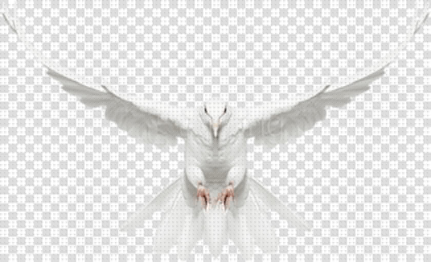 Dove Flying Png   Flying White Dove Png  Transparent PngTransparent PNG
